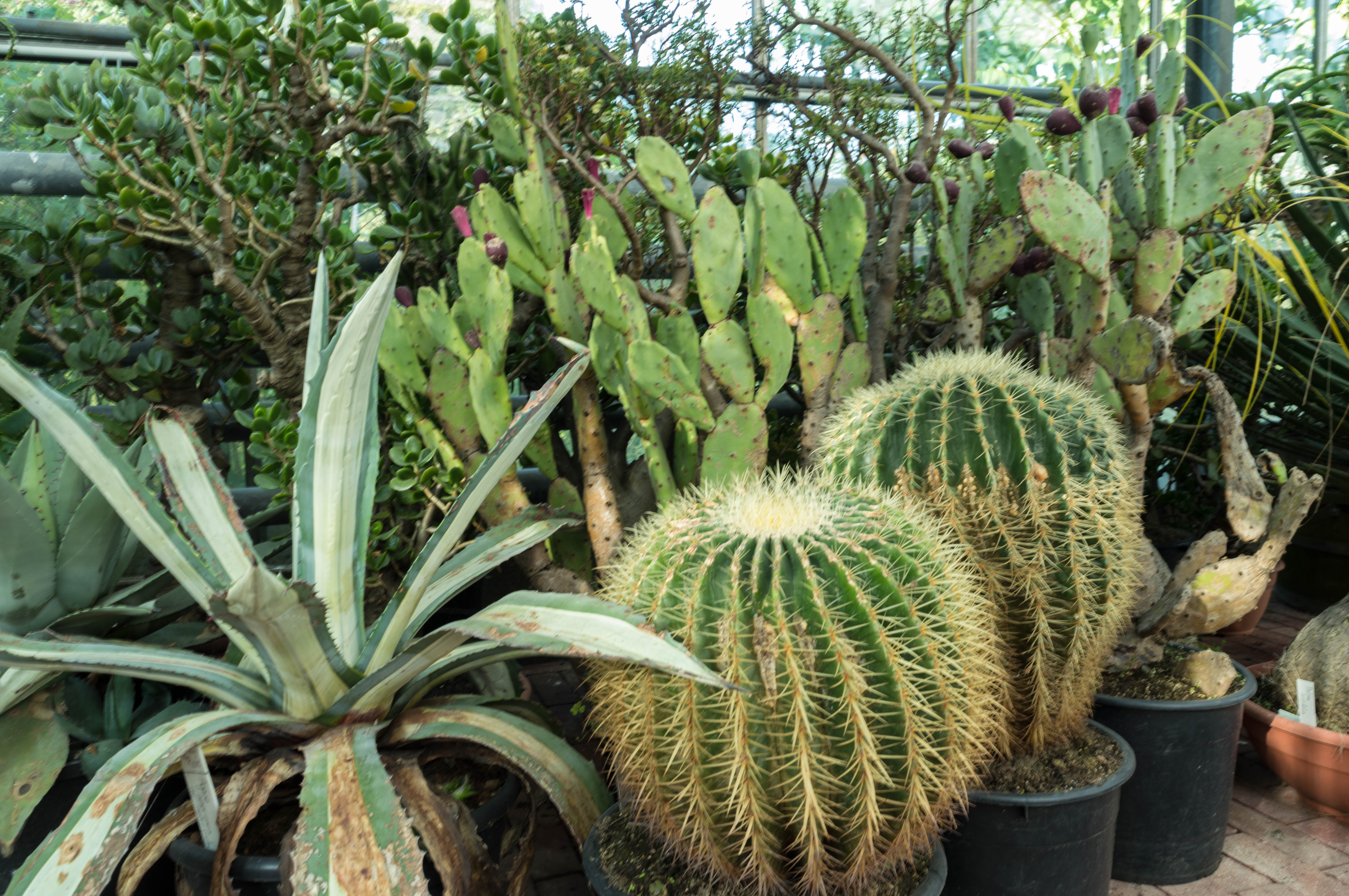 Botanische tuin Zuidas